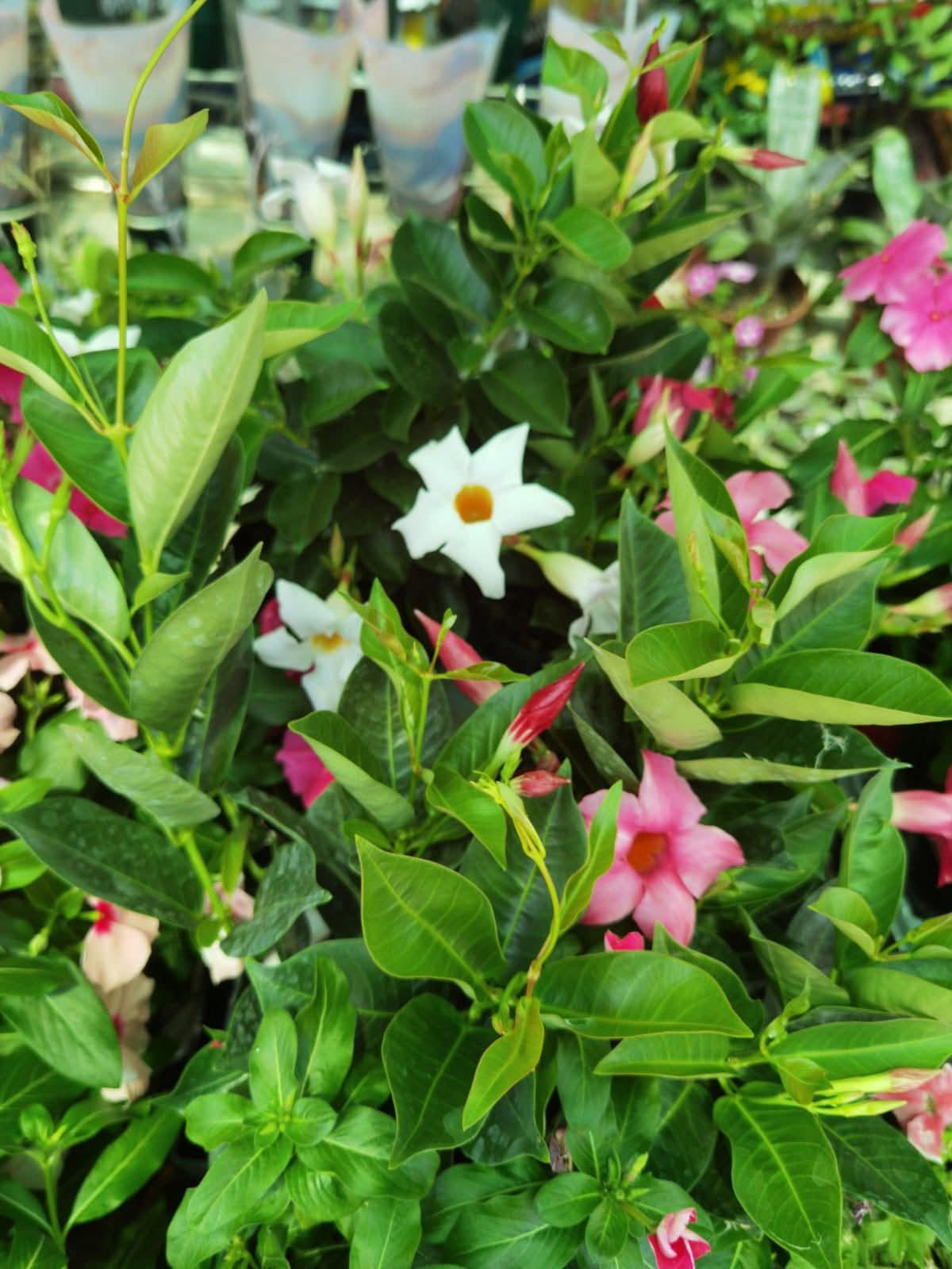 Pink and white mandevilla climbers in bloom at Petline's garden centre