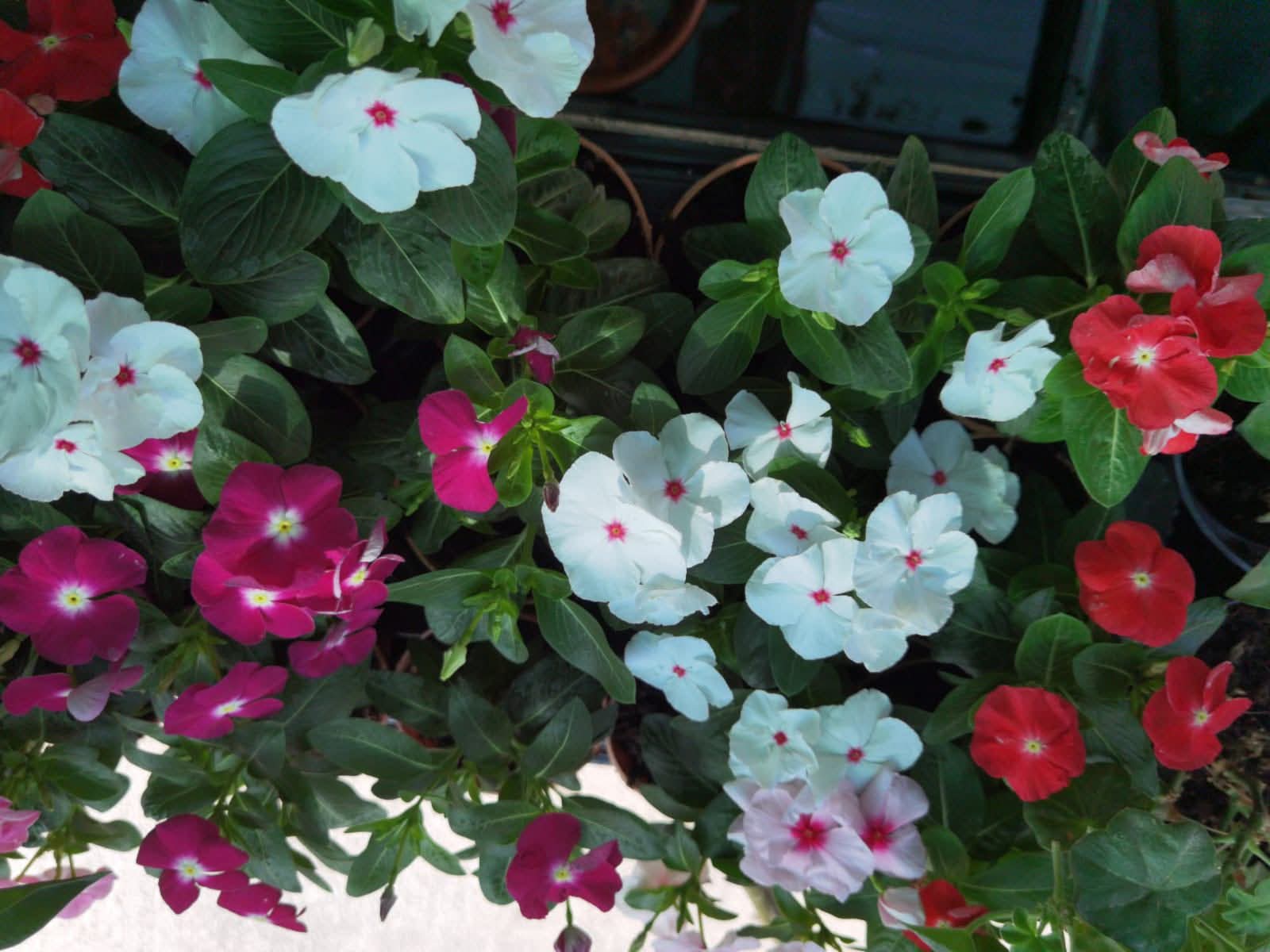 White, magenta and red vinca flowering pots at Petline