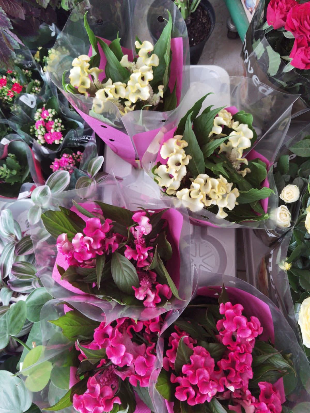 Pink and cream celosia plants wrapped and ready to take home