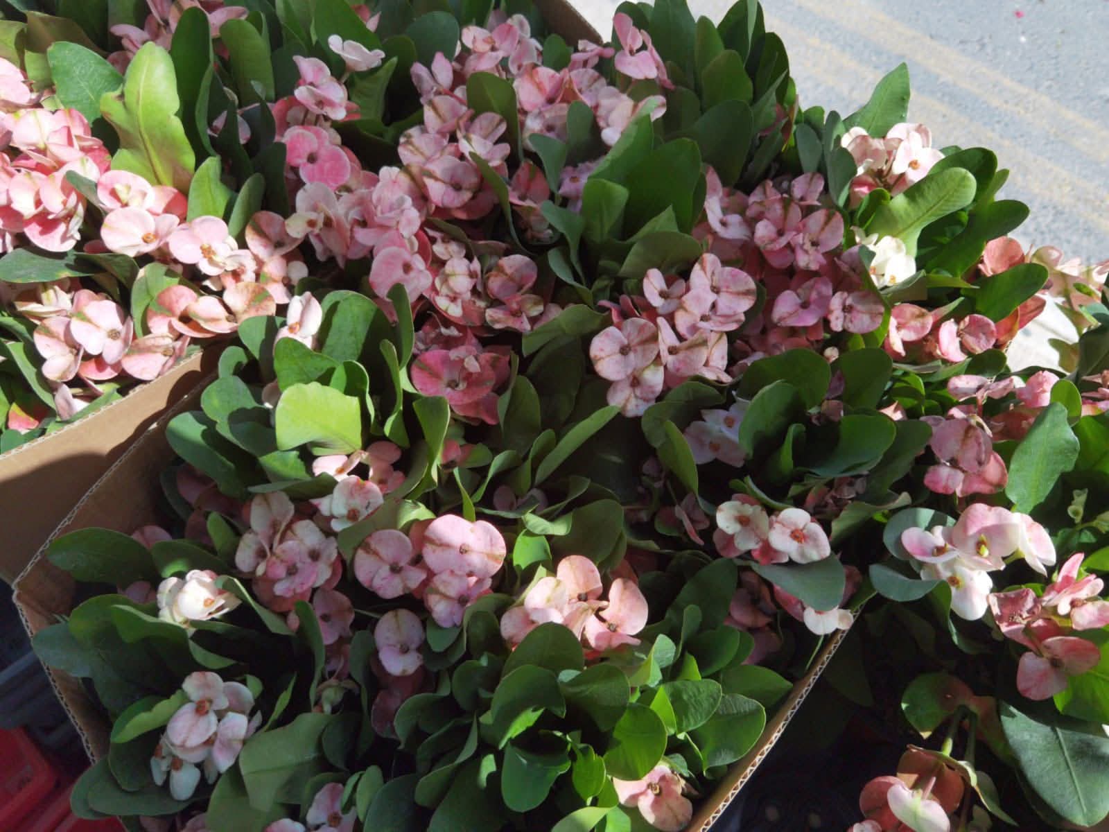 Pink crown of thorns plants in bloom at Petline's garden centre