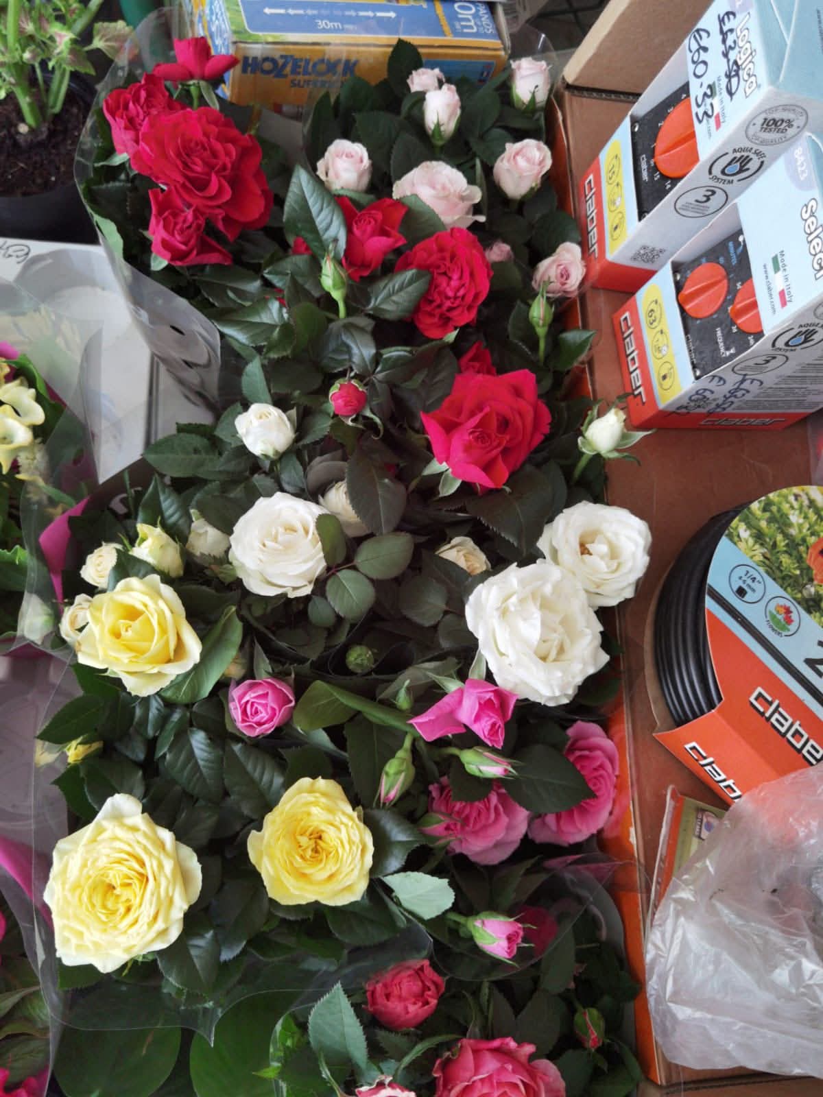 Potted miniature roses beside watering supplies at Petline