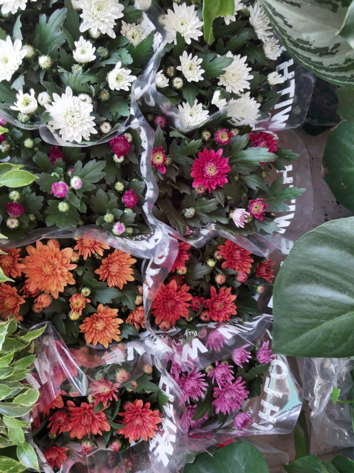 Orange, red, purple and white potted chrysanthemums at Petline