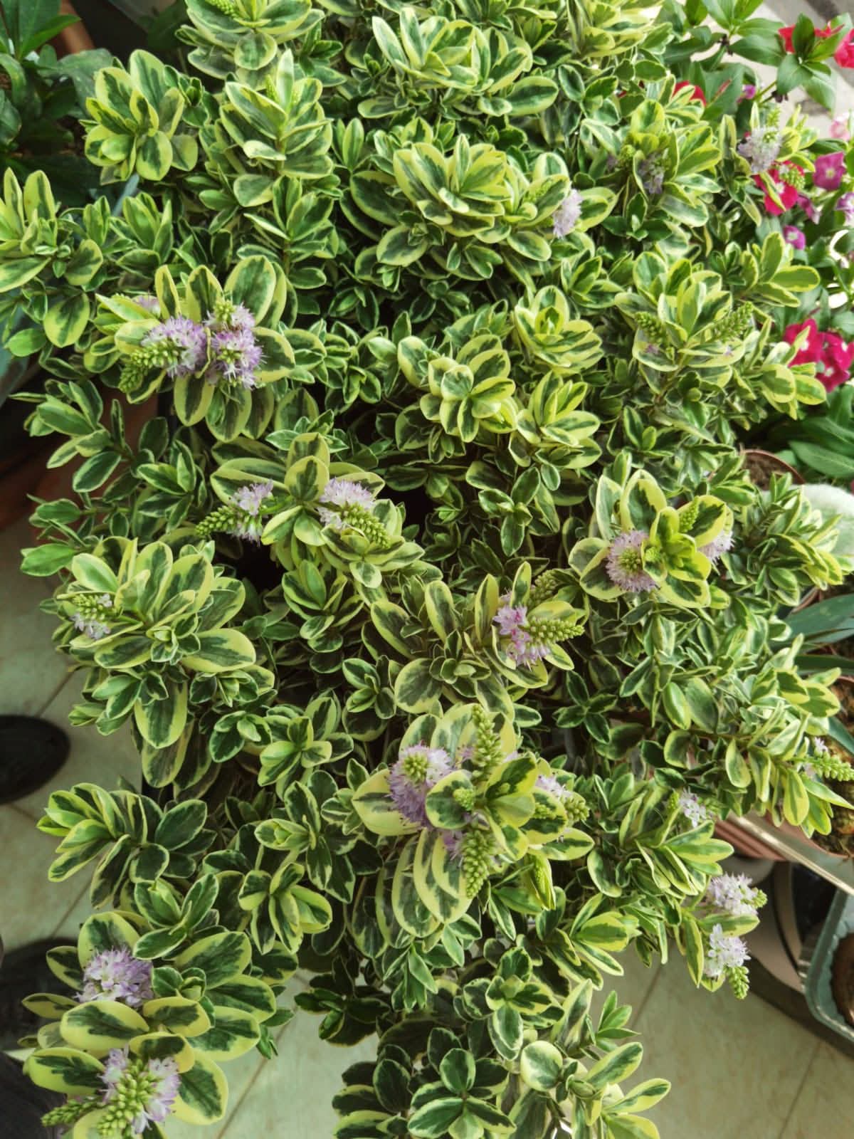 Variegated hebe shrubs with lilac flower spikes at Petline