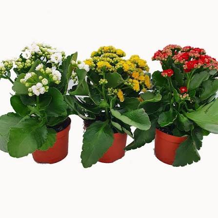 Kalanchoe pot 12cm
