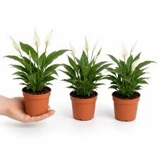 Spathiphyllum pot 12cm